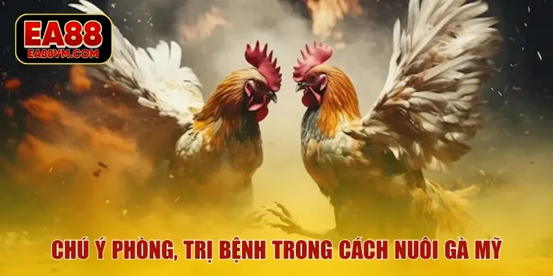 Chú ý phòng, trị bệnh trong cách nuôi gà mỹ