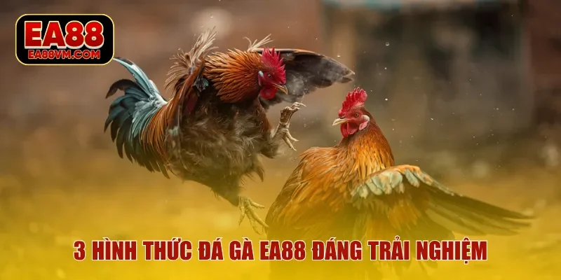 3 hình thức đá gà EA88 đáng trải nghiệm