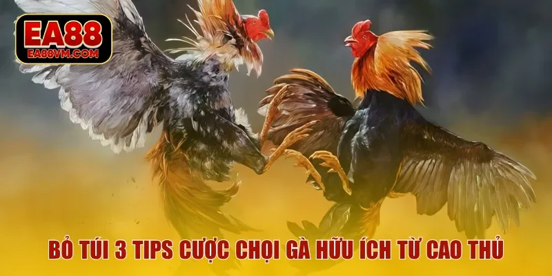 Bỏ túi 3 tips cược chọi gà hữu ích từ cao thủ