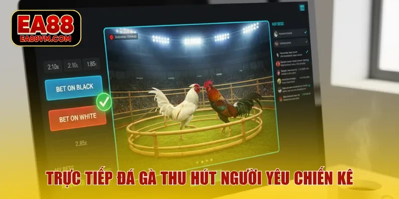 Trực tiếp đá gà - Trải nghiệm giải trí thu hút người yêu chiến kê